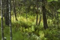 Russia. White Sea-Baltic Canal. The beauty of Zalavruga is the location of the White Sea petroglyphs. Forest thicket