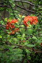 Barbed wire and wild quince flowers