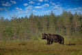 Russia wildlife. Brown bear walking in forest, morning light. Dangerous animal in nature taiga and meadow habitat. Wildlife scene