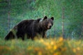 Russia wildlife. Brown bear walking in forest, morning light. Dangerous animal in nature taiga and meadow habitat. Wildlife scene