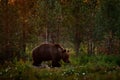 Russia wildlife. Brown bear walking in forest, morning light. Dangerous animal in nature taiga and meadow habitat. Wildlife scene