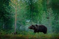 Russia wildlife. Brown bear walking in forest, morning light. Dangerous animal in nature taiga and meadow habitat. Wildlife scene