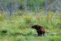 Russia wildlife. Wolverine running with catch in taiga. Wildlife scene from nature. Rare animal from north of Europe. Wild