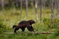 Russia wildlife. Wolverine running with catch in taiga. Wildlife scene from nature. Rare animal from north of Europe. Wild