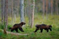 Russia wildlife. Wolverine running with catch in taiga. Wildlife scene from nature. Rare animal from north of Europe. Wild