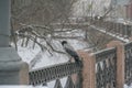 Russia, Winter St. Petersburg, a snow-covered embankment, an element of a wrought-iron fence close-up. On the first plan, a cawing Royalty Free Stock Photo