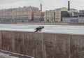 Russia, Winter St. Petersburg, a snow-covered embankment, a river in ice, a cawing crow in the foreground. Soft soft winter daylig Royalty Free Stock Photo