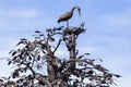 bronze sculpture of a wish tree with a nest and a stork in the P.P. Bazhova on a summer day