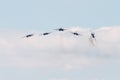 Sukhoi SU-30 Flanker-C, aerobatic team Russian Knights Royalty Free Stock Photo