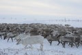 Russian Arctic Aboriginal !