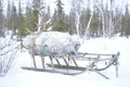 Russian Arctic Aboriginal