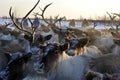 Russian Arctic Aboriginal