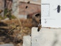 The bees at front hive entrance close up. Bee flying to hive. Honey bee drone enter the hive. Hives in an apiary with working bees