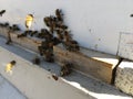 The bees at front hive entrance close up. Bee flying to hive. Honey bee drone enter the hive. Hives in an apiary with working bees Royalty Free Stock Photo