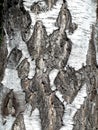 Russian birch bark Royalty Free Stock Photo