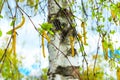 Russian birch earrings blooming