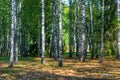 Russian birch forest in early autumn Royalty Free Stock Photo