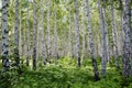 Russian birch forest Royalty Free Stock Photo