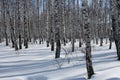 Russian birch forest in the winter, the tree trunks in the snow Royalty Free Stock Photo