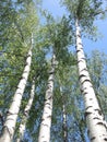 Russian birch