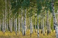 Russian birches Royalty Free Stock Photo