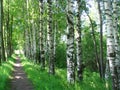 Russian birches Royalty Free Stock Photo