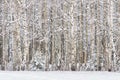 Russian Birches. Russian Winter landscape with snow-covered birch forest. Trunks of birch trees and snow in the winter forest. Win