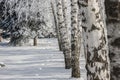 Russian birches winter landscape