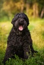 Russian black terrier dog is sitting on the grass Royalty Free Stock Photo