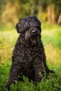 Russian black terrier dog is sitting on the grass Royalty Free Stock Photo