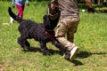 Russian black terrier in training, at the cynologist, in the forest. Royalty Free Stock Photo