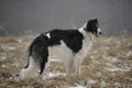 Russian borzoi dog on the winter meadow.