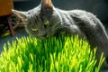 Russian blue breed cat eating a cat grass.