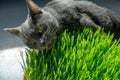 Russian blue breed cat eating a cat grass.