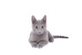 Russian Blue Cat