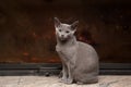 Russian Blue cat Royalty Free Stock Photo