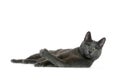 Russian Blue cat Royalty Free Stock Photo