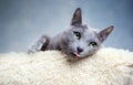 Russian Blue Cat Royalty Free Stock Photo