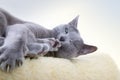 Russian Blue Cat Royalty Free Stock Photo