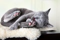 Russian Blue Cat Royalty Free Stock Photo