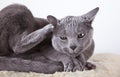 Russian Blue Cat Royalty Free Stock Photo