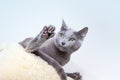 Russian Blue Cat Royalty Free Stock Photo