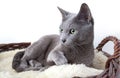Russian Blue Cat Royalty Free Stock Photo