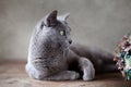 Russian Blue Cat Royalty Free Stock Photo
