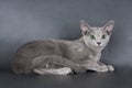 Russian Blue Cat