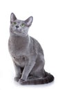 Russian Blue cat Royalty Free Stock Photo