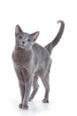 Russian Blue cat Royalty Free Stock Photo