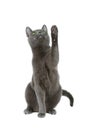 Russian blue cat Royalty Free Stock Photo