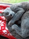 Russian blue cat Alfie Royalty Free Stock Photo