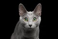 Russian blue cat with amazing green eyes on isolated black background Royalty Free Stock Photo